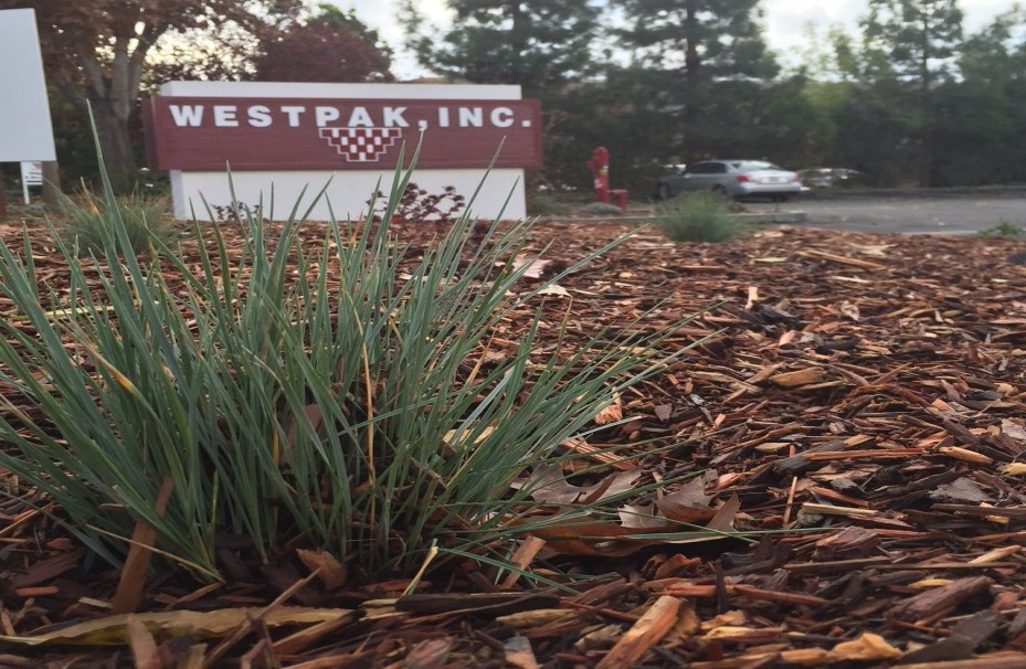 Helping to Save California, One Raindrop at a Time Featured Image